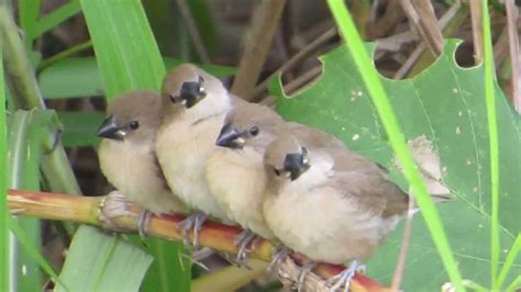 像麻雀的鳥|斑文鳥